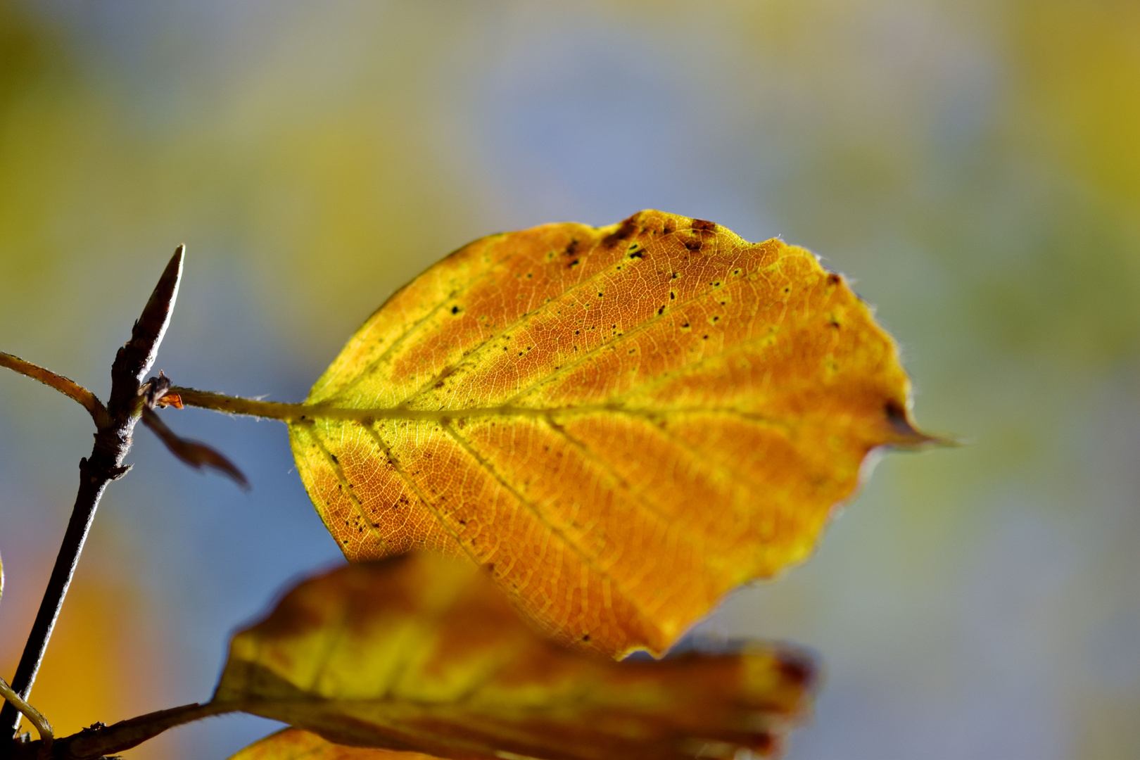 Herbst