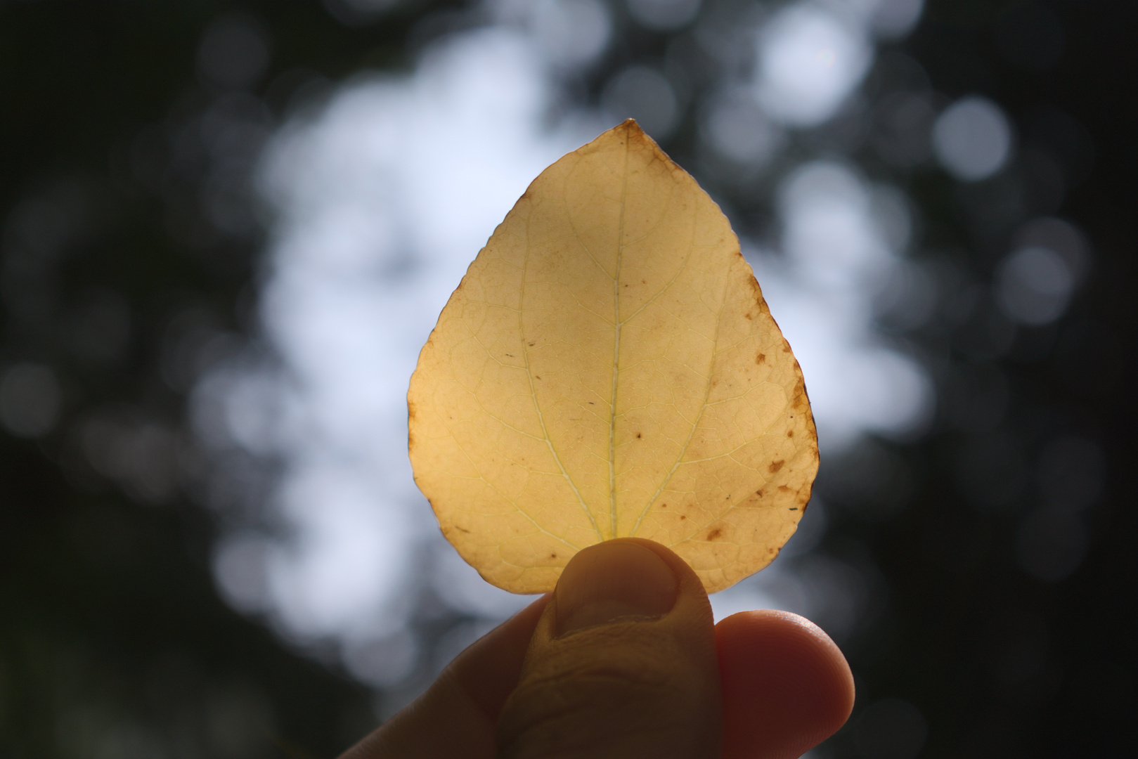 Herbst