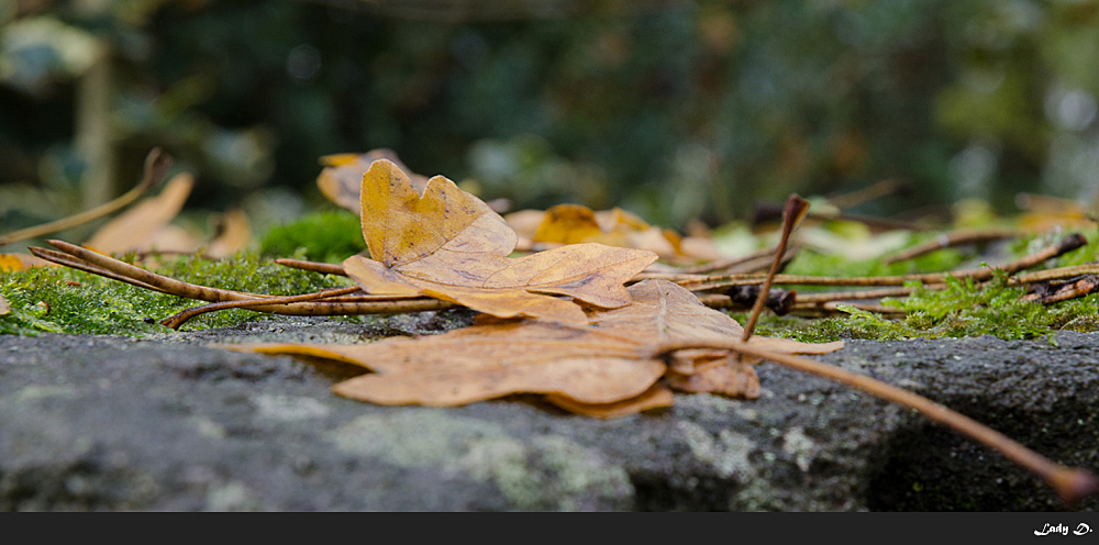 Herbst