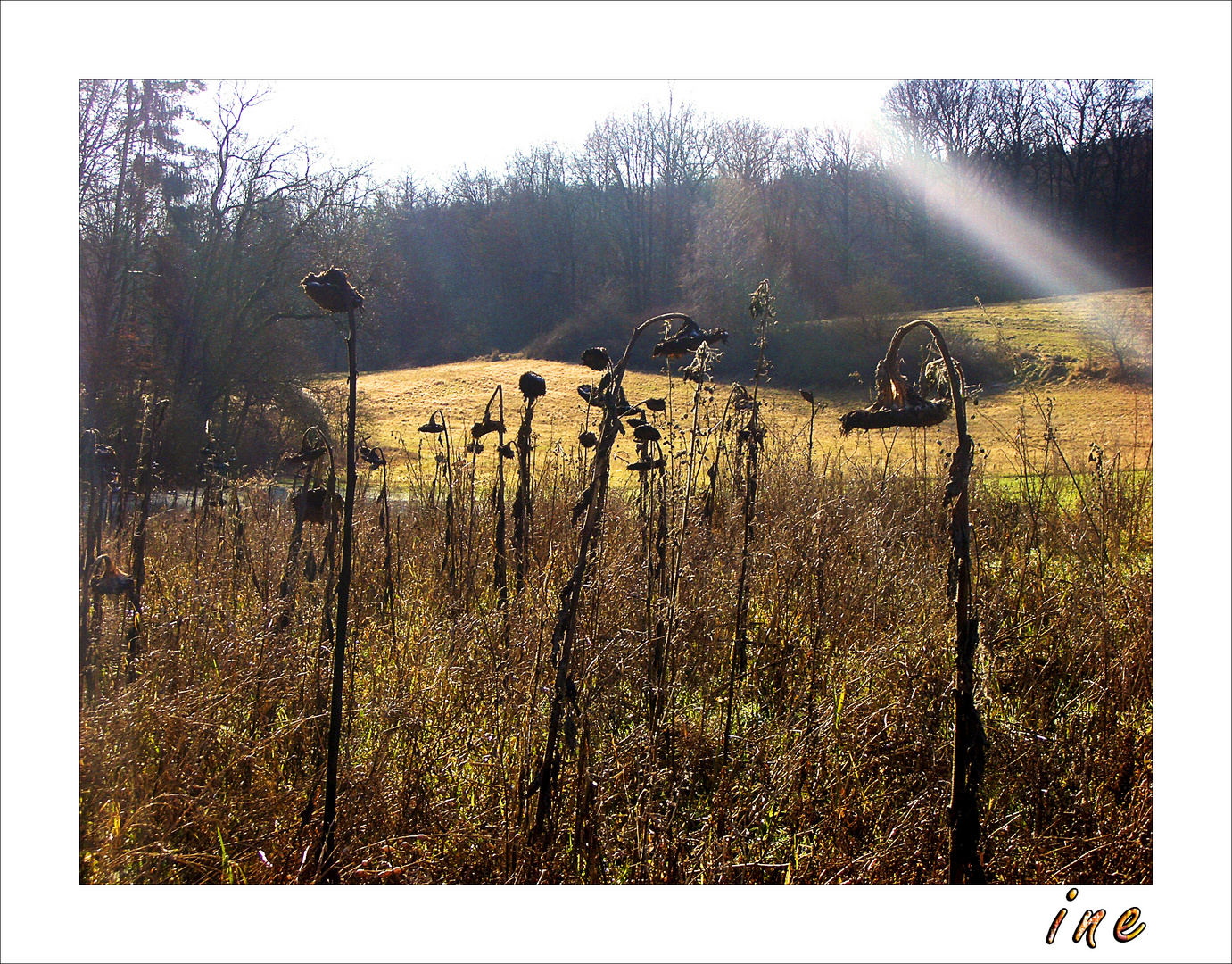 Herbst