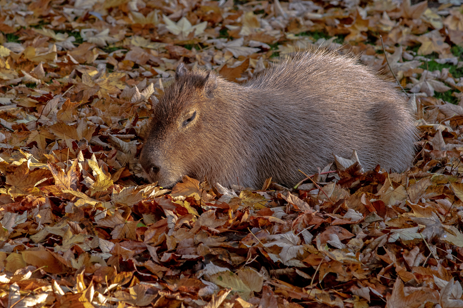 Herbst