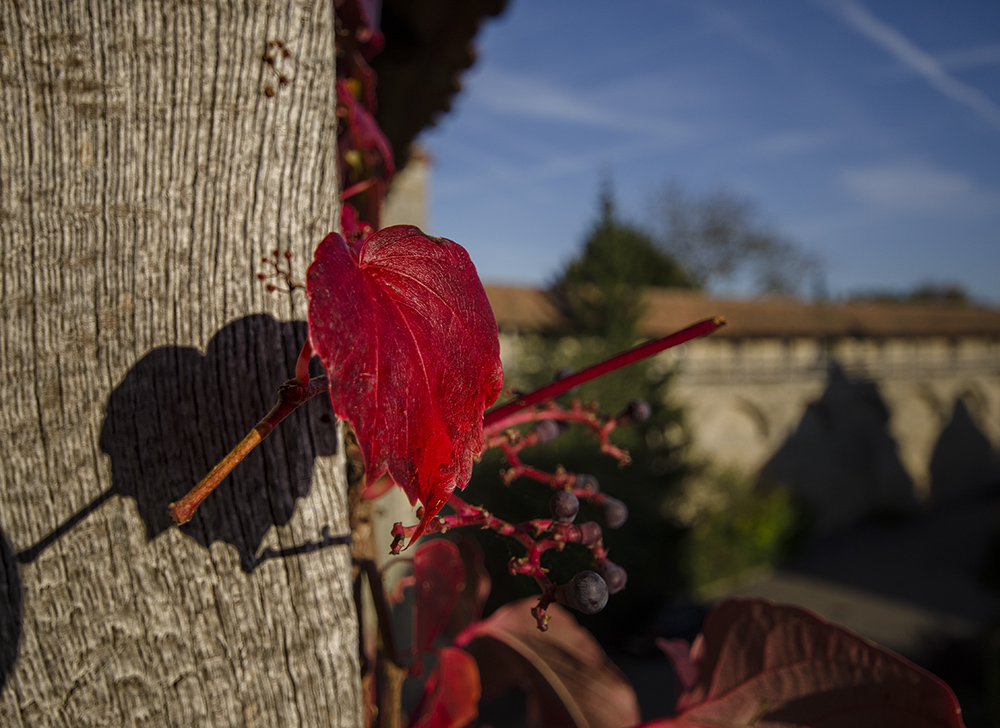 Herbst