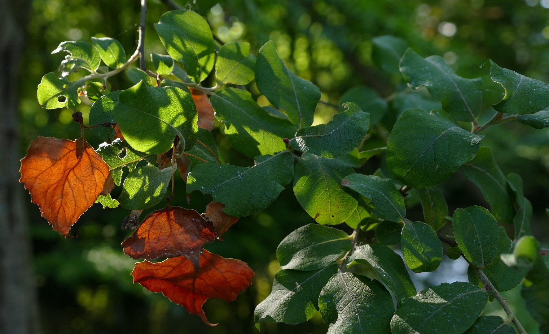 Herbst...