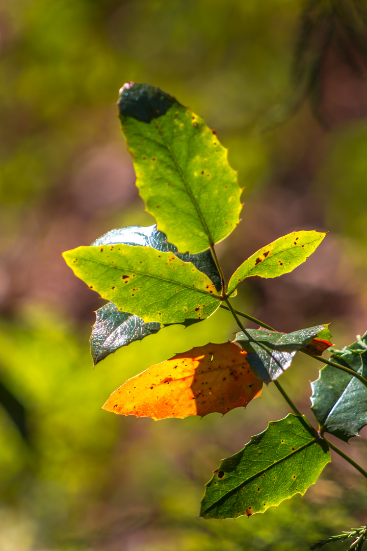 Herbst