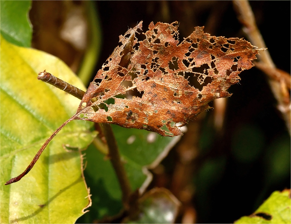 Herbst