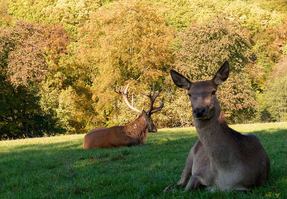 Herbst