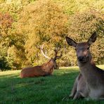 Herbst