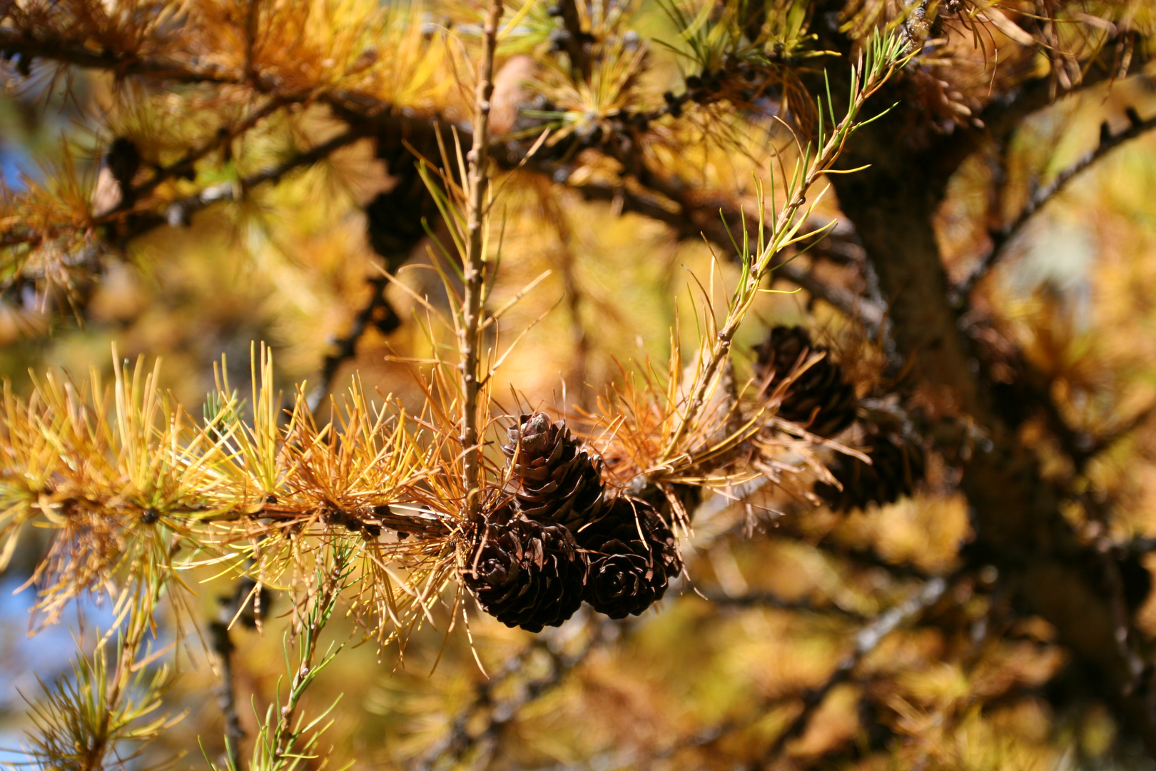 Herbst