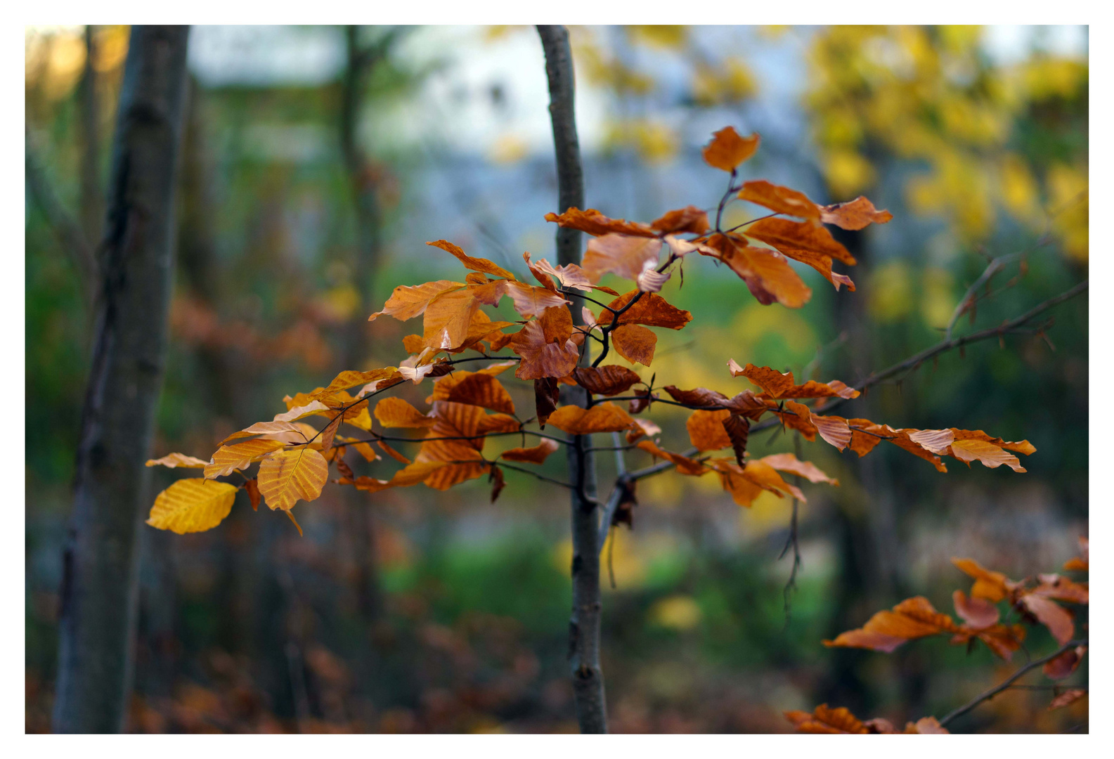 herbst