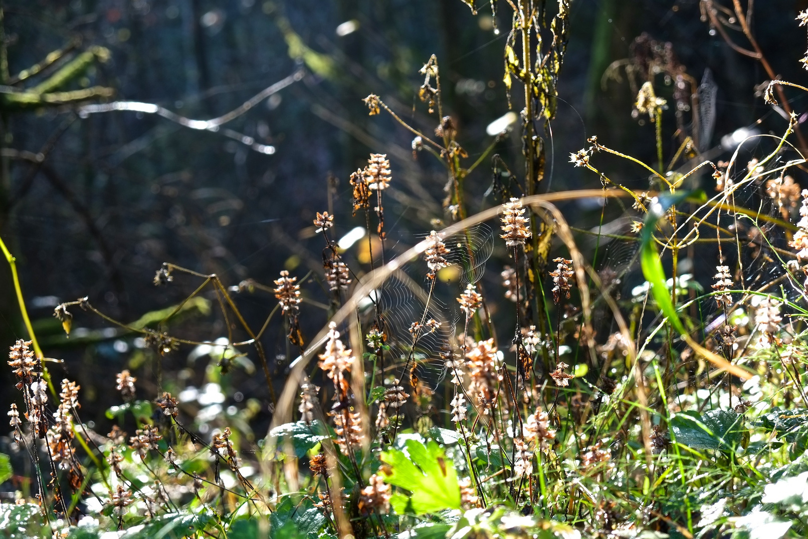 Herbst 1.