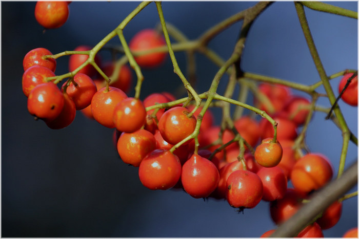 Herbst #1