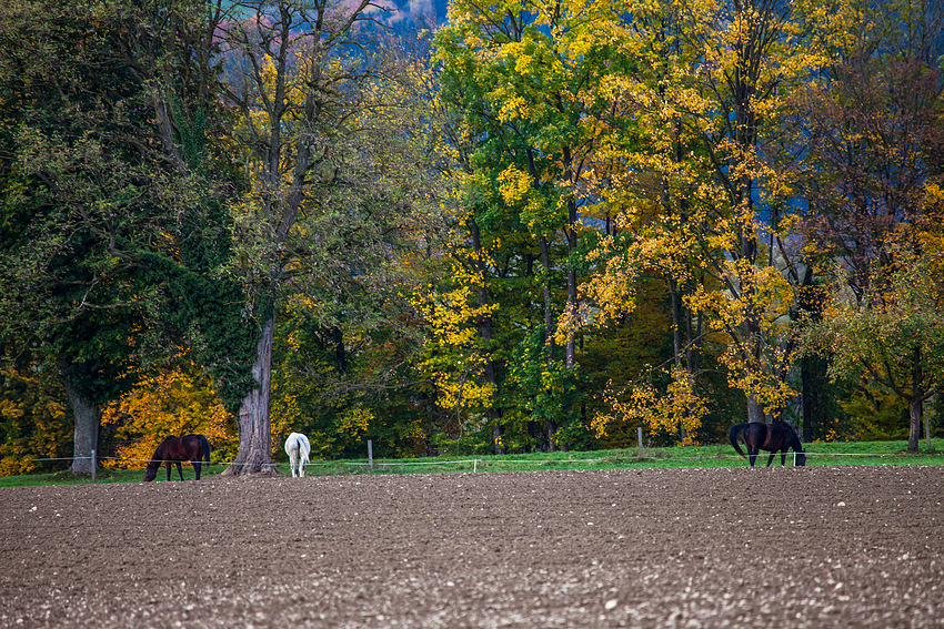 Herbst-1