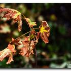 Herbst #1