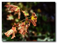 Herbst #1