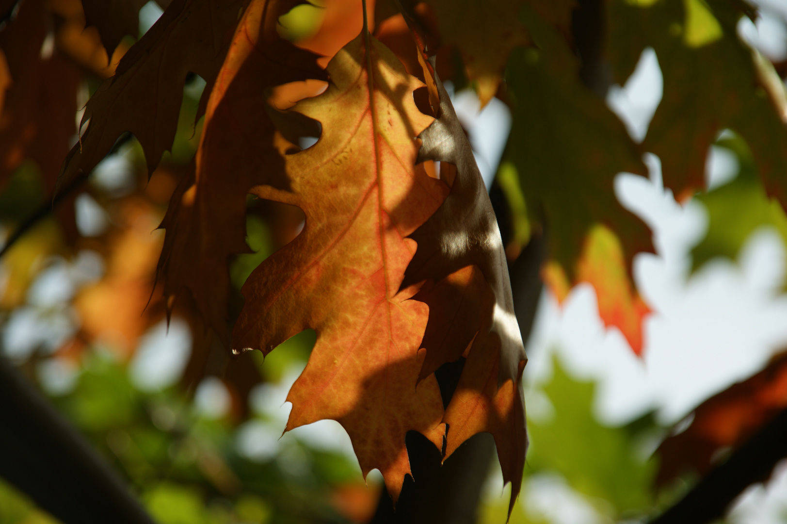 Herbst 1