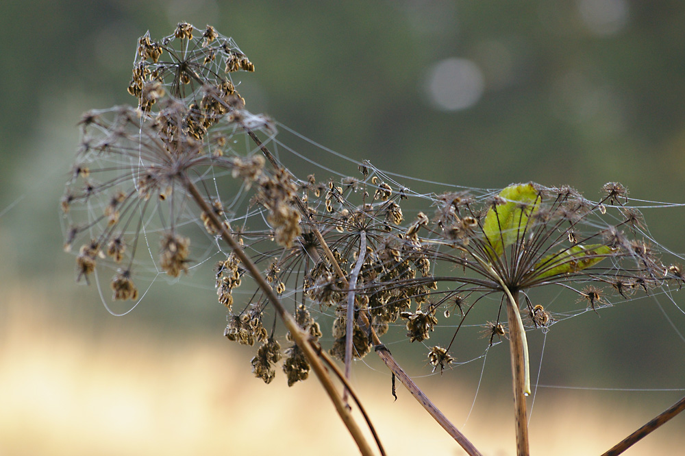 Herbst 1