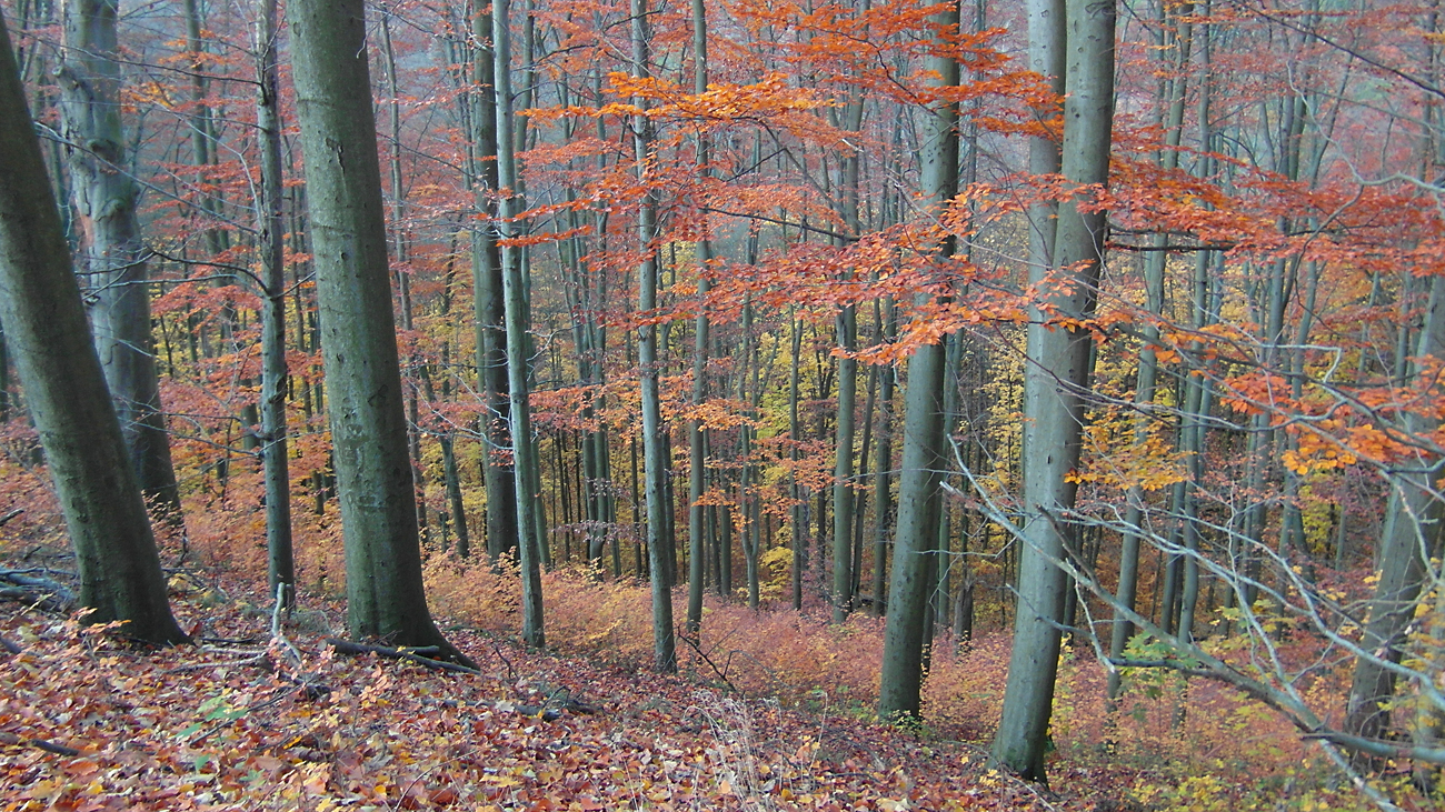 Herbst 1