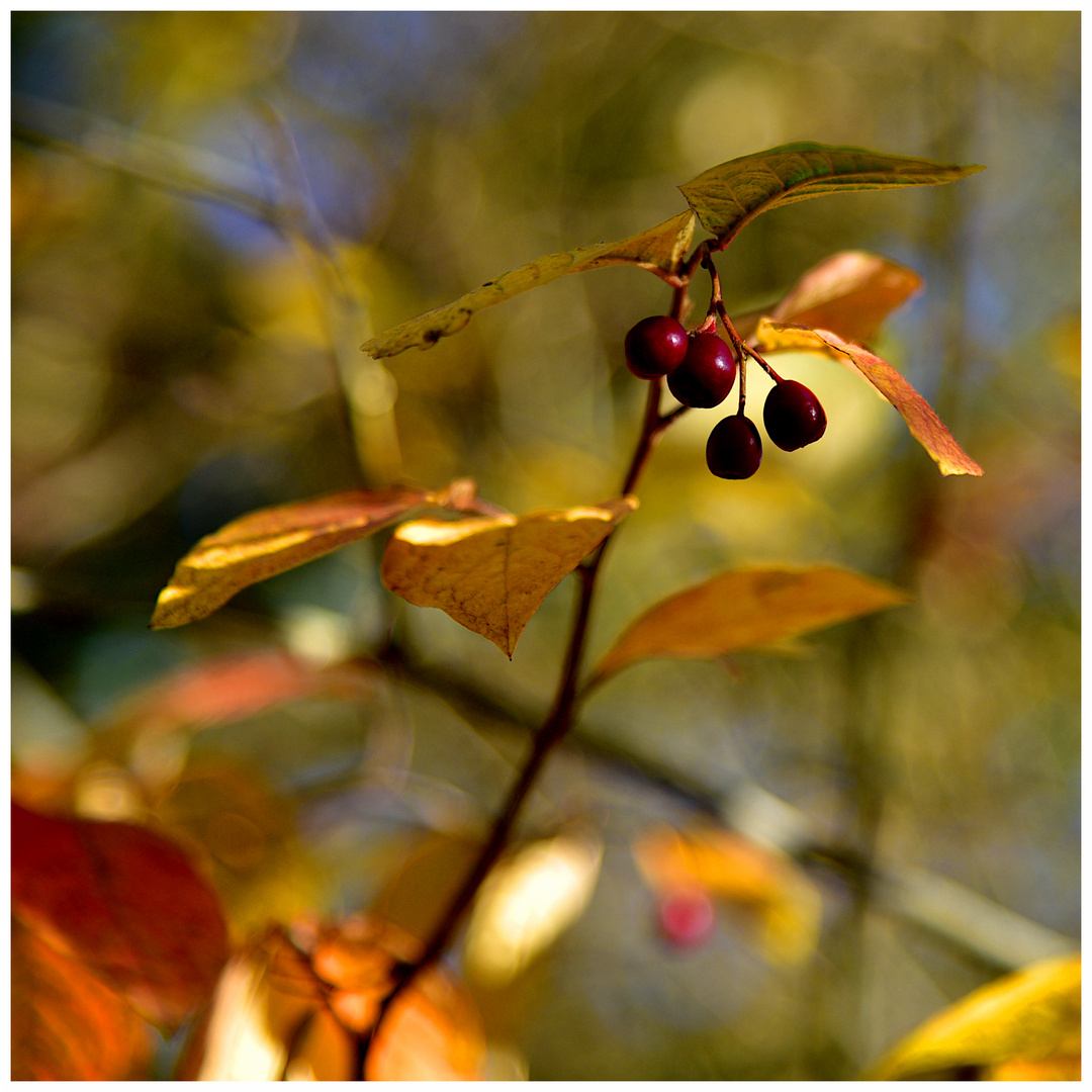 Herbst (1)