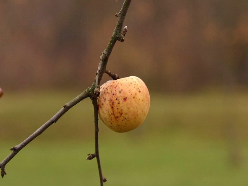 Herbst 1 - Apfel