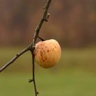Herbst 1 - Apfel