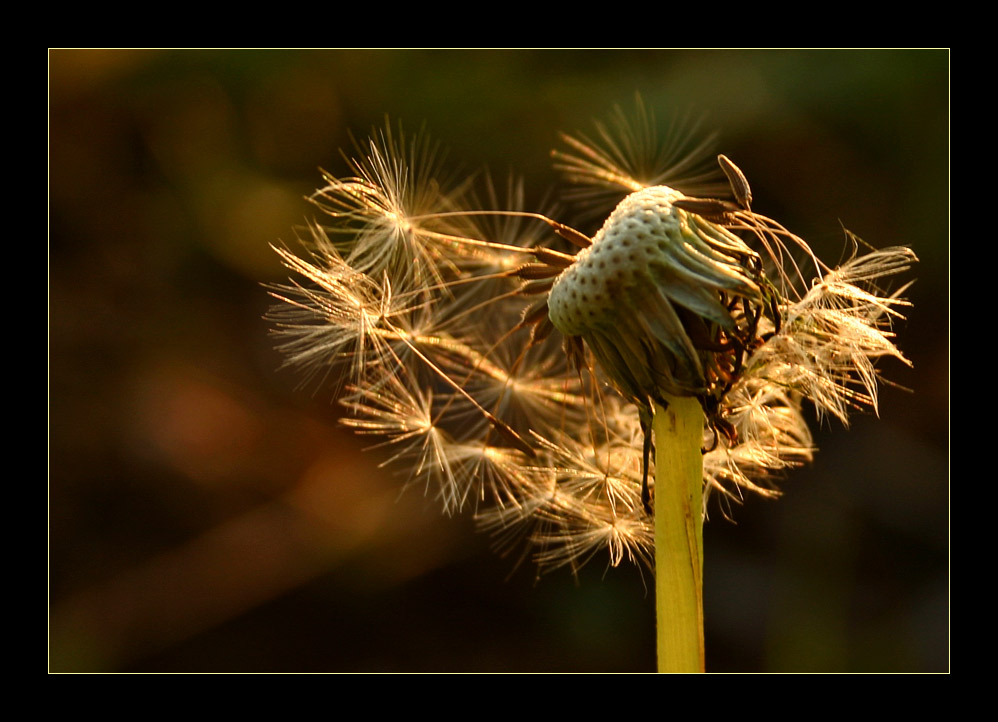 herbst #1