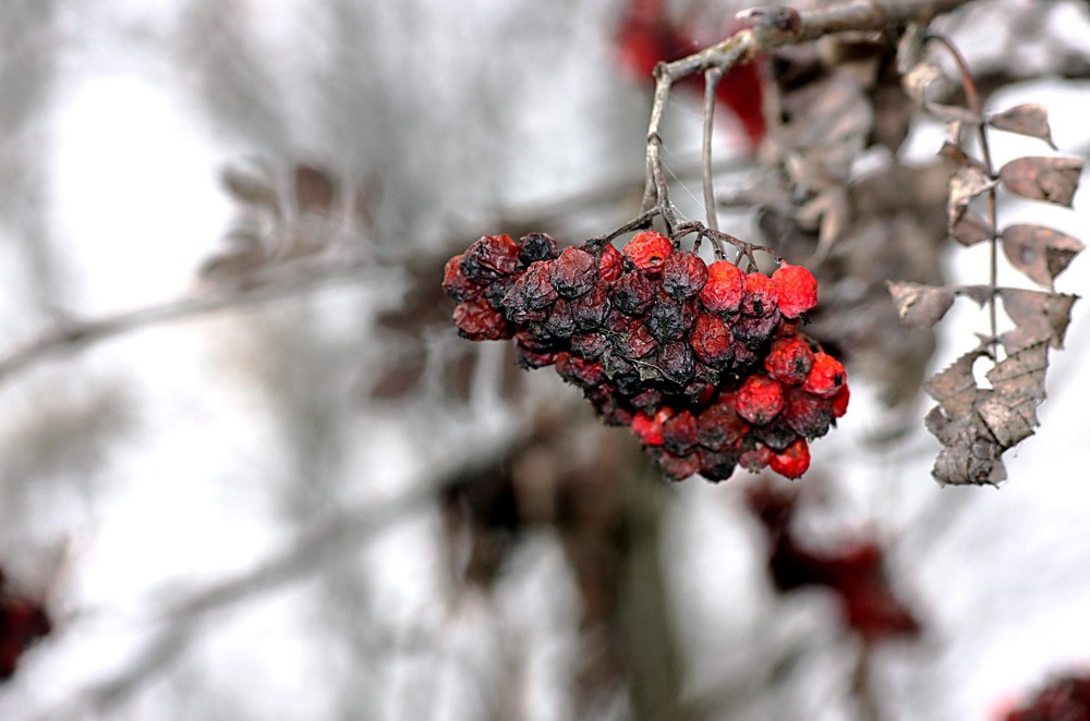 herbst 1