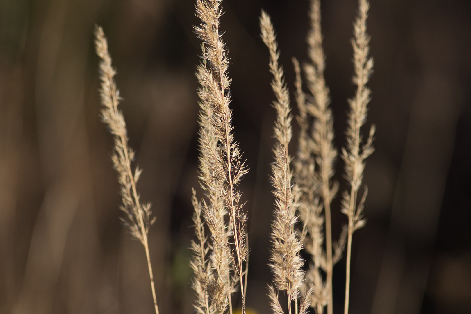 Herbst 1