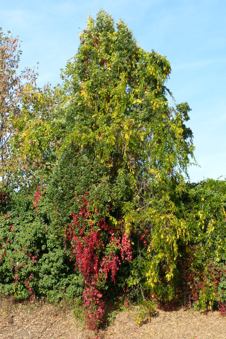 Herbst 1 - Oktober 2018