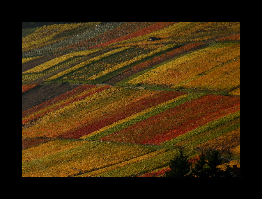 Herbst #10 von el len