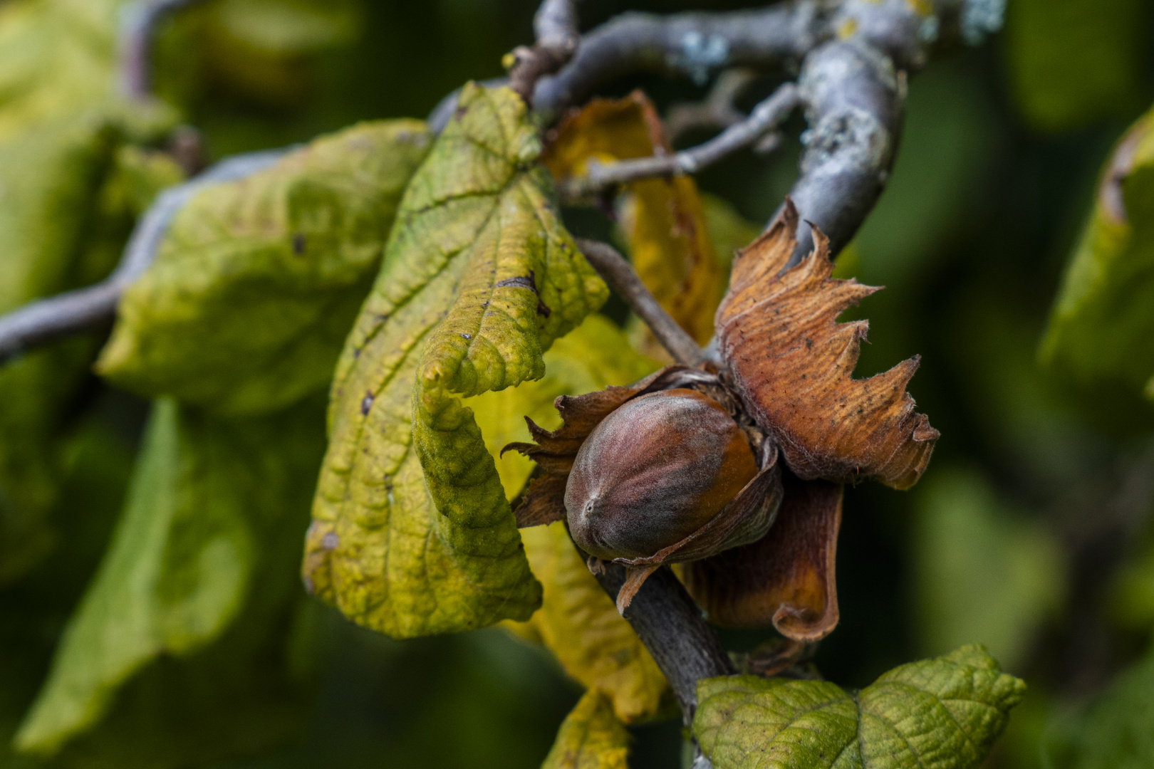 HERBST