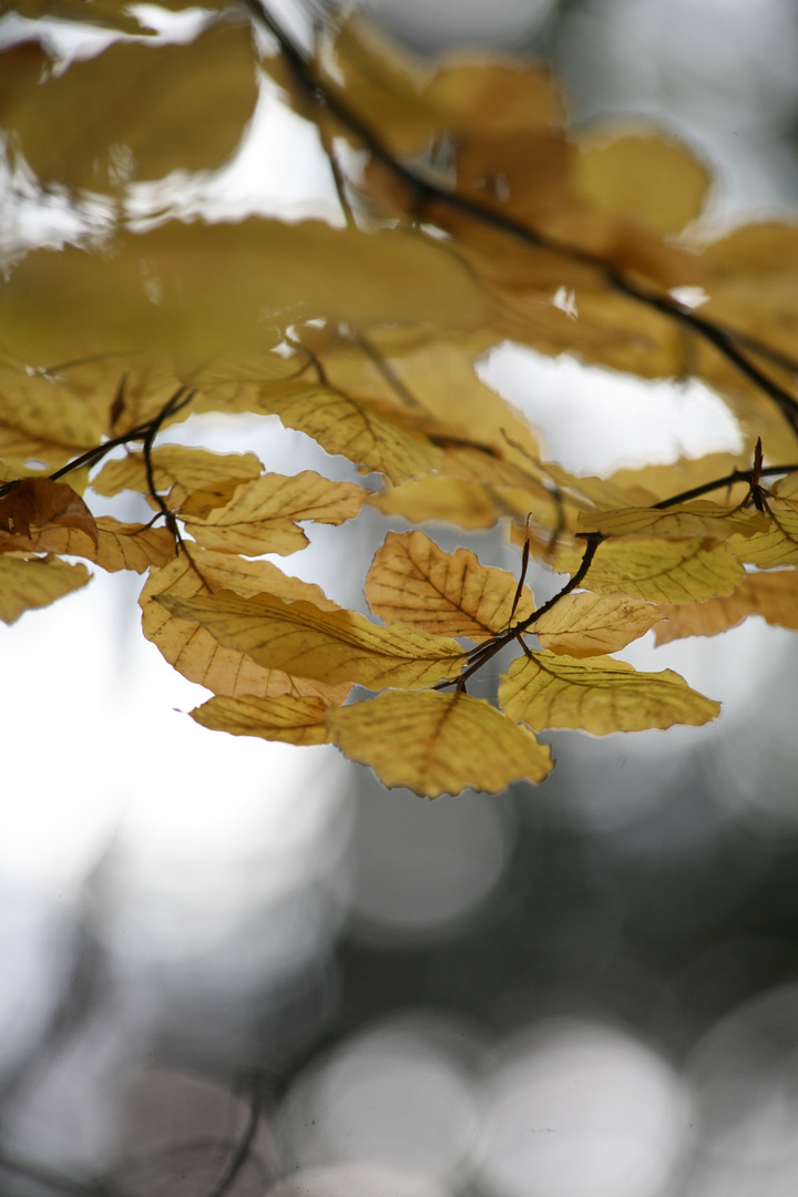 Herbst!