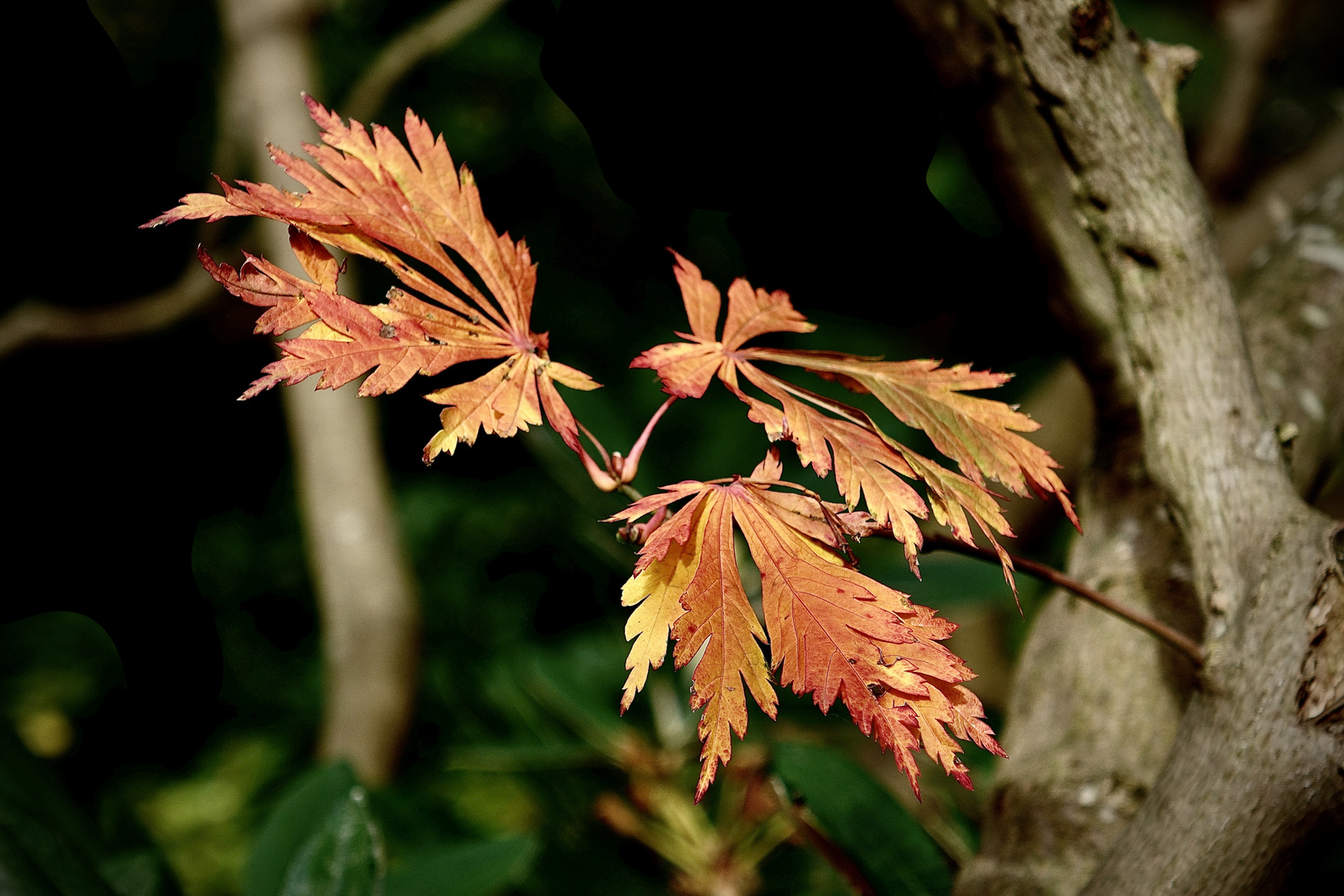 Herbst