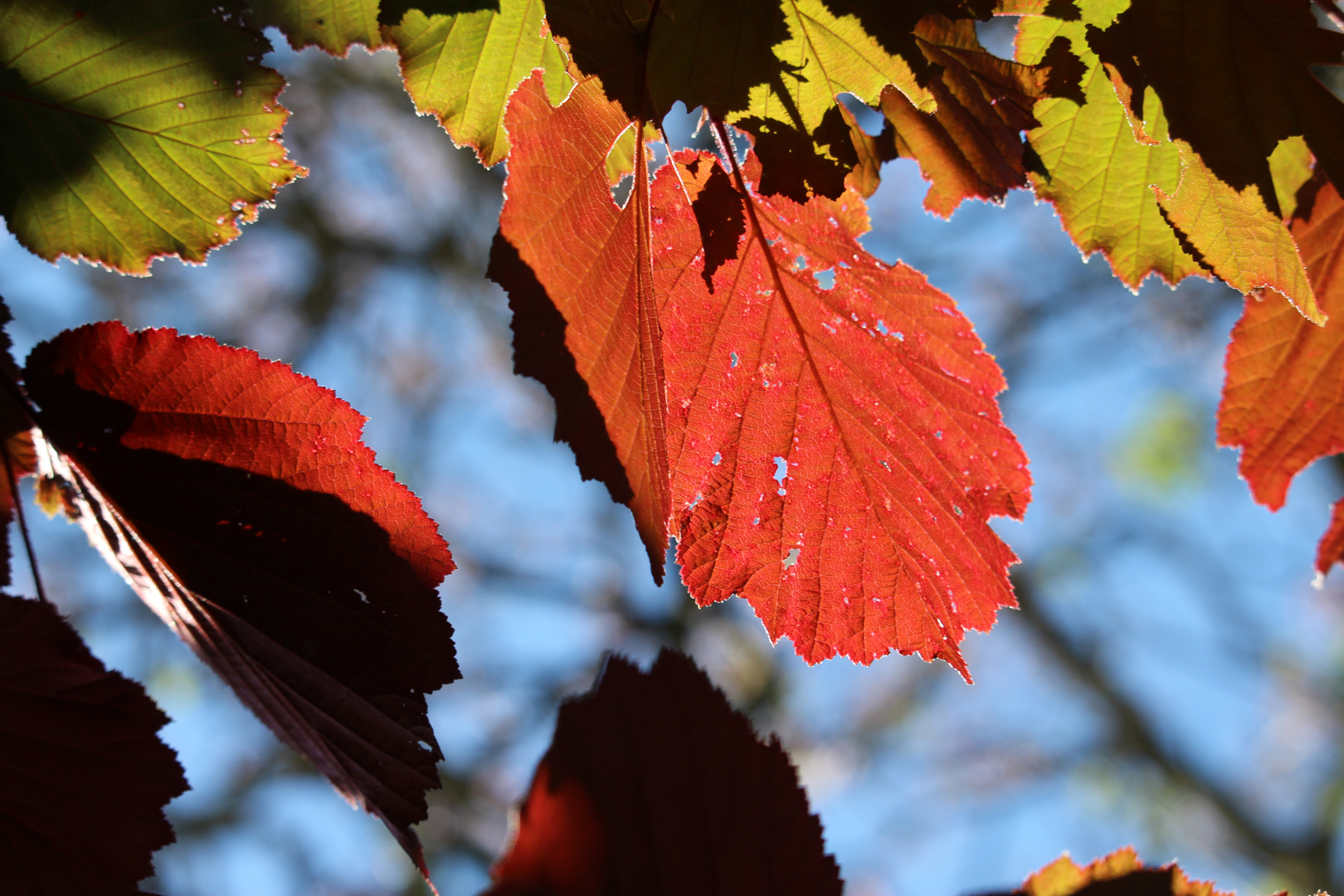 HERBST