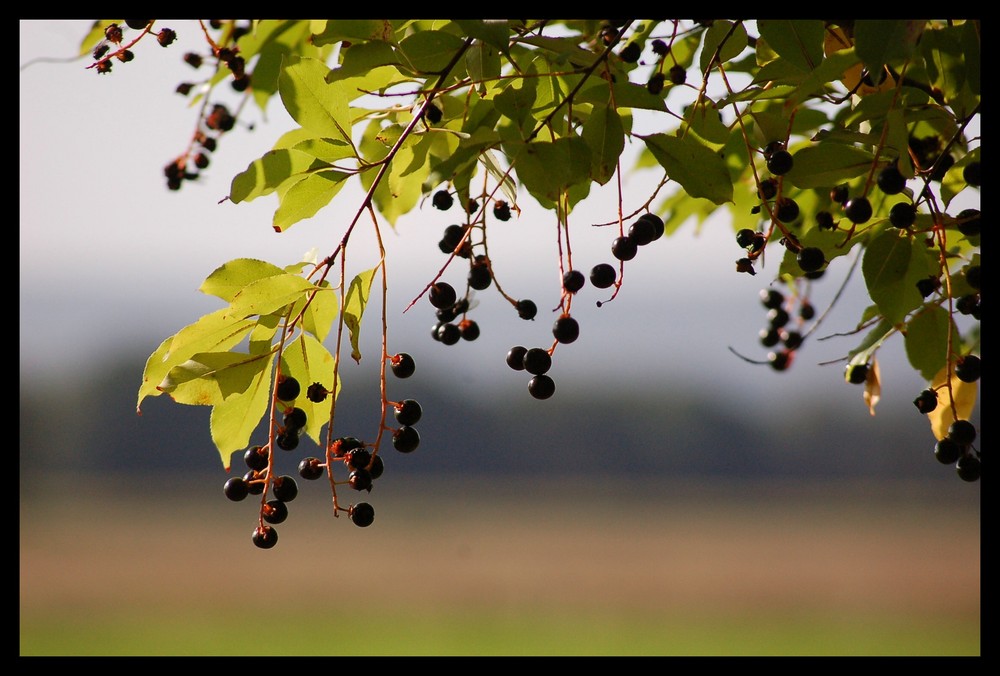 Herbst