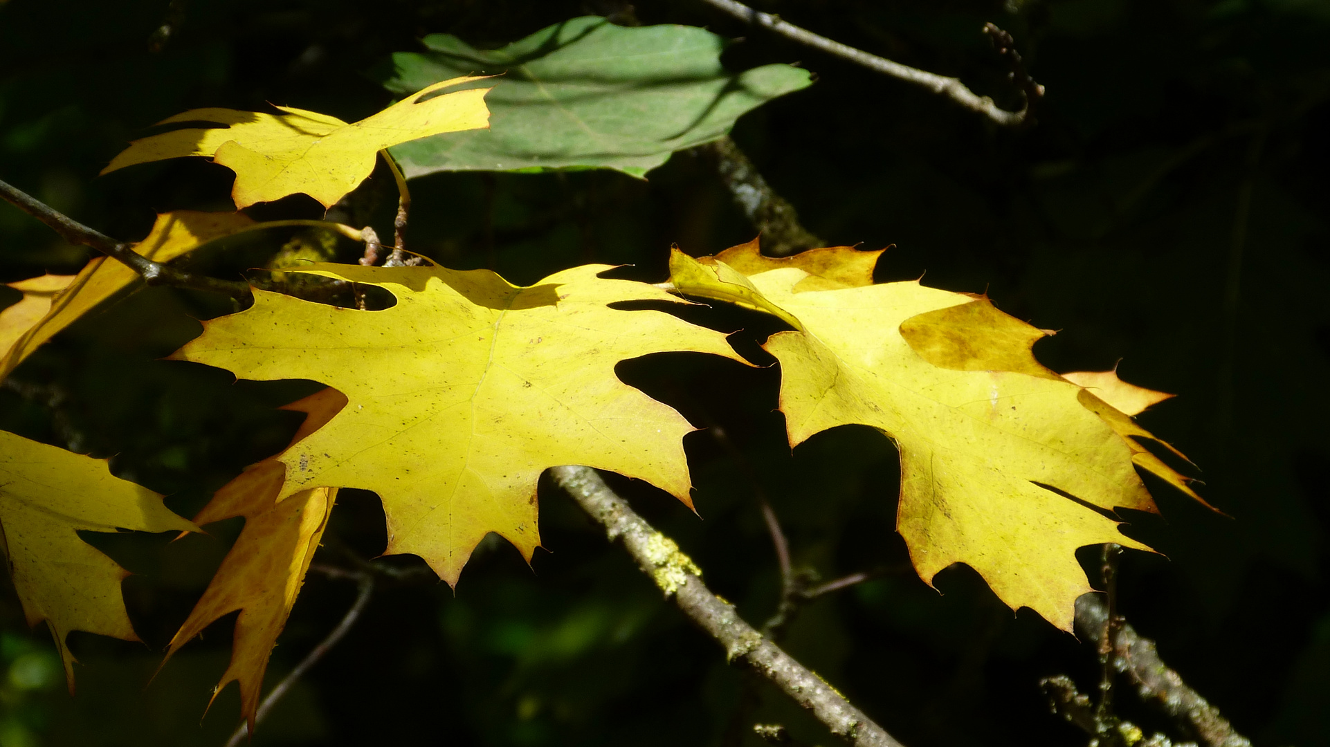 Herbst