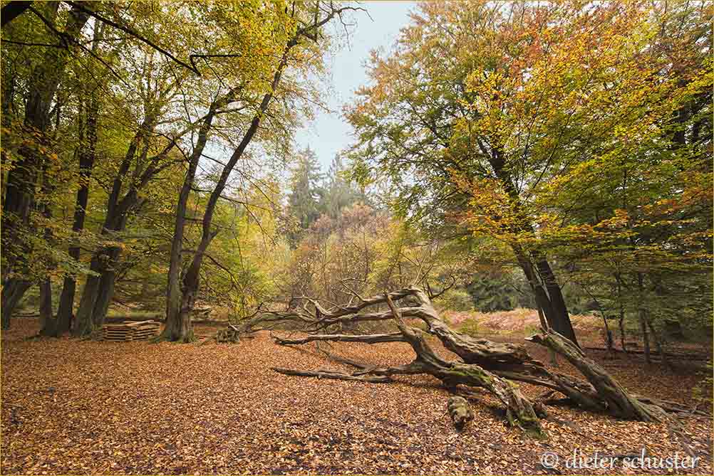 herbst 15