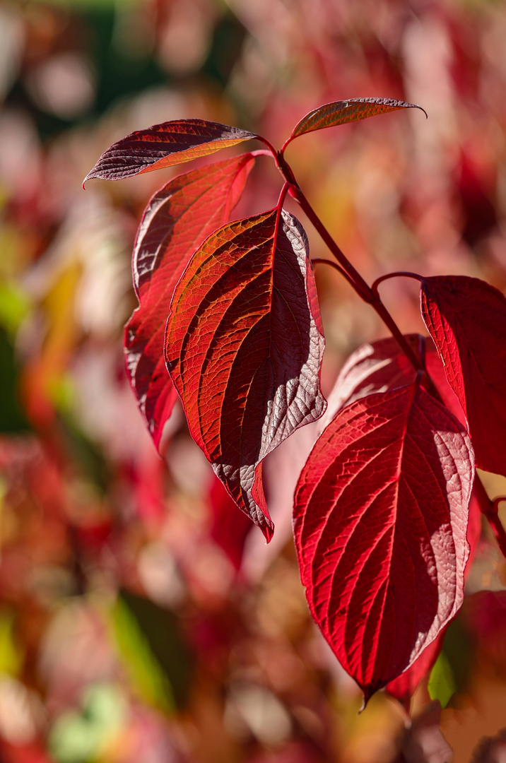 Herbst 