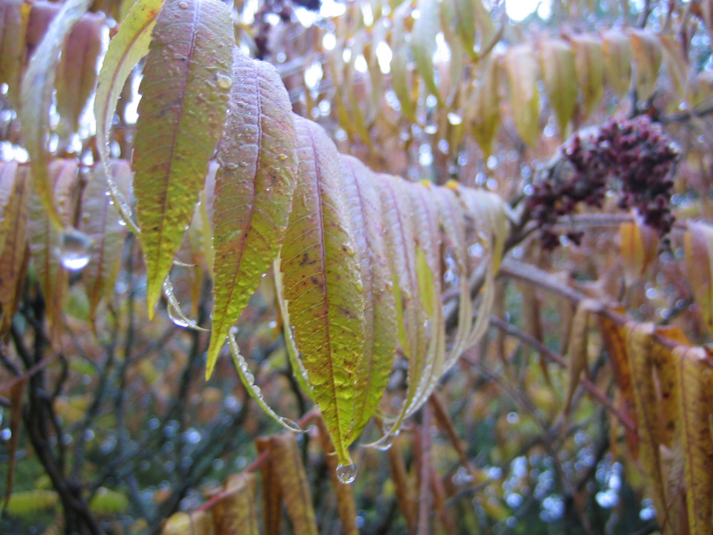 Herbst