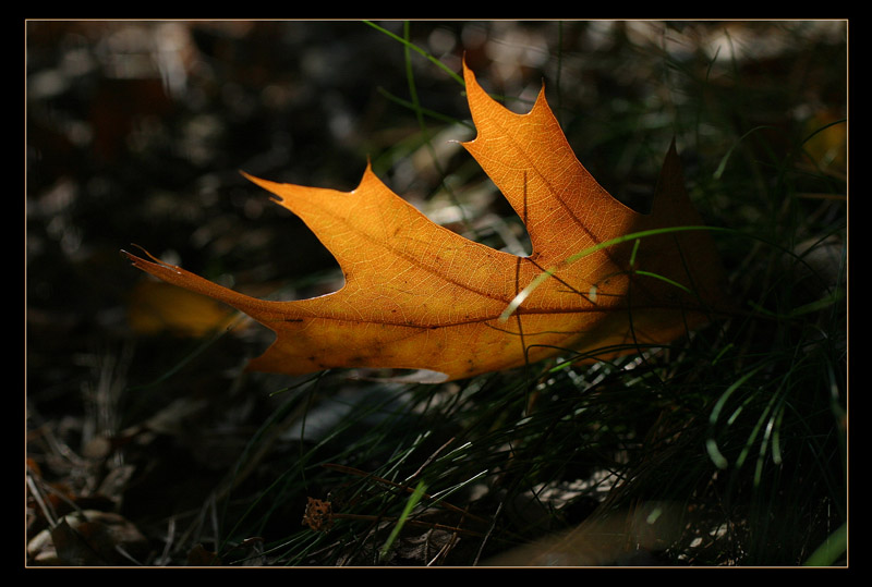 Herbst