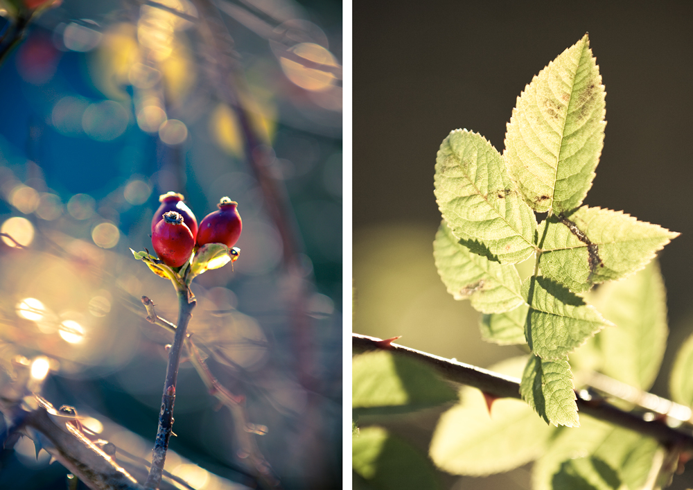 **herbst**