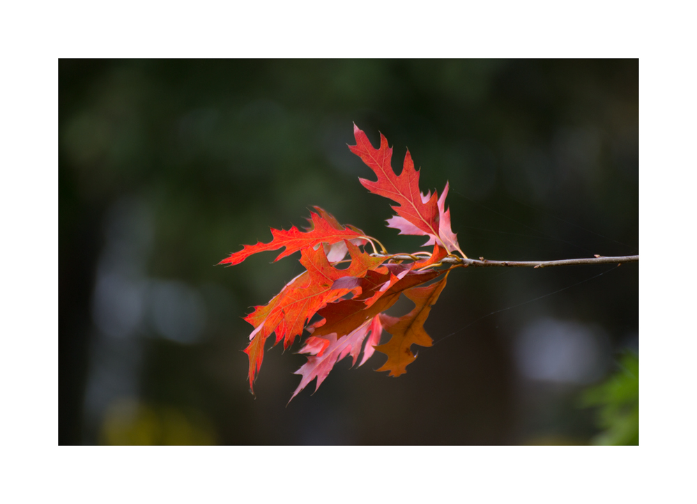 Herbst