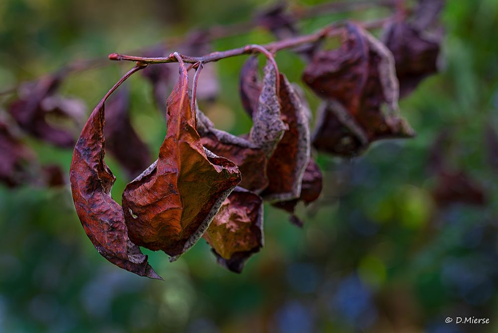 Herbst