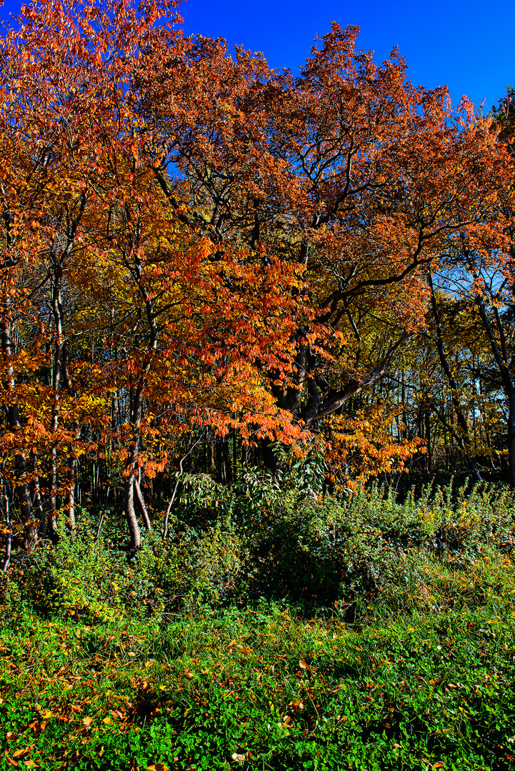 Herbst .