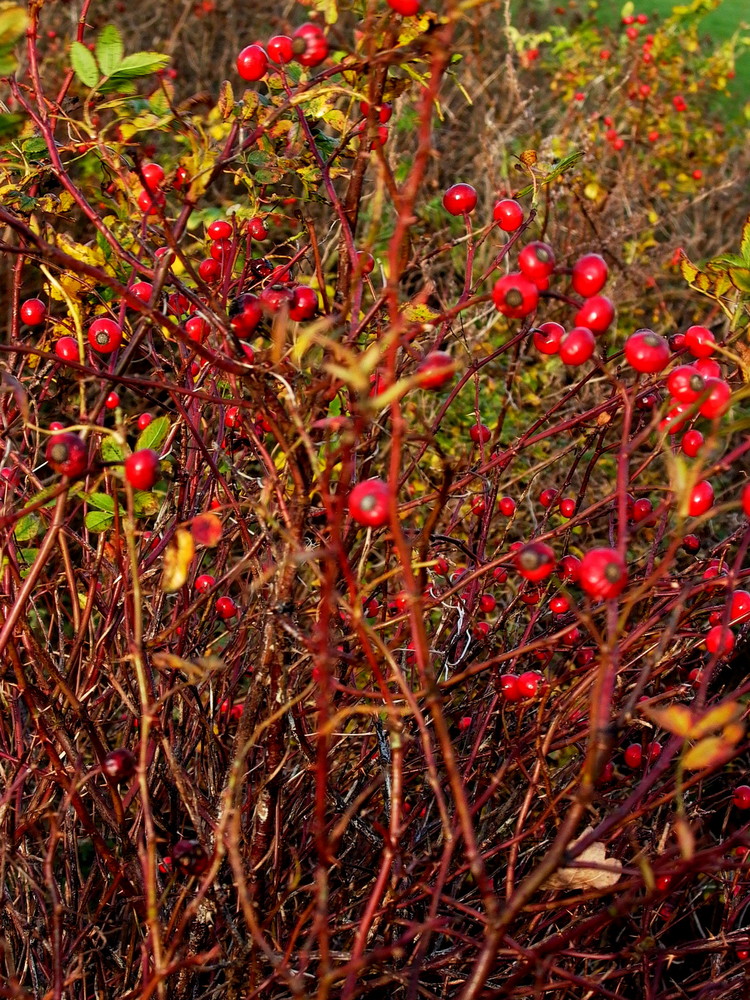 herbst