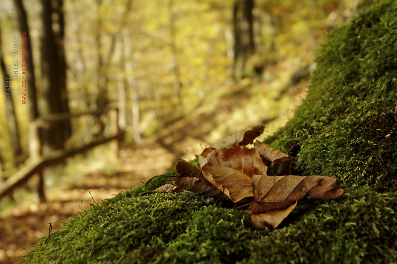 Herbst