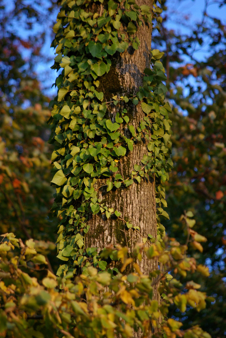 Herbst