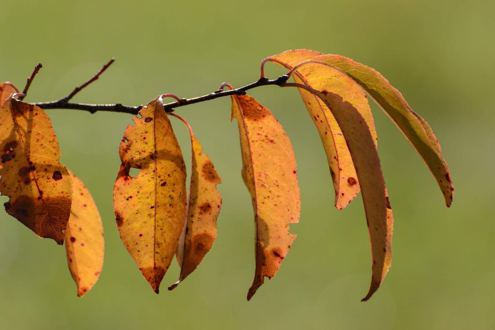 Herbst