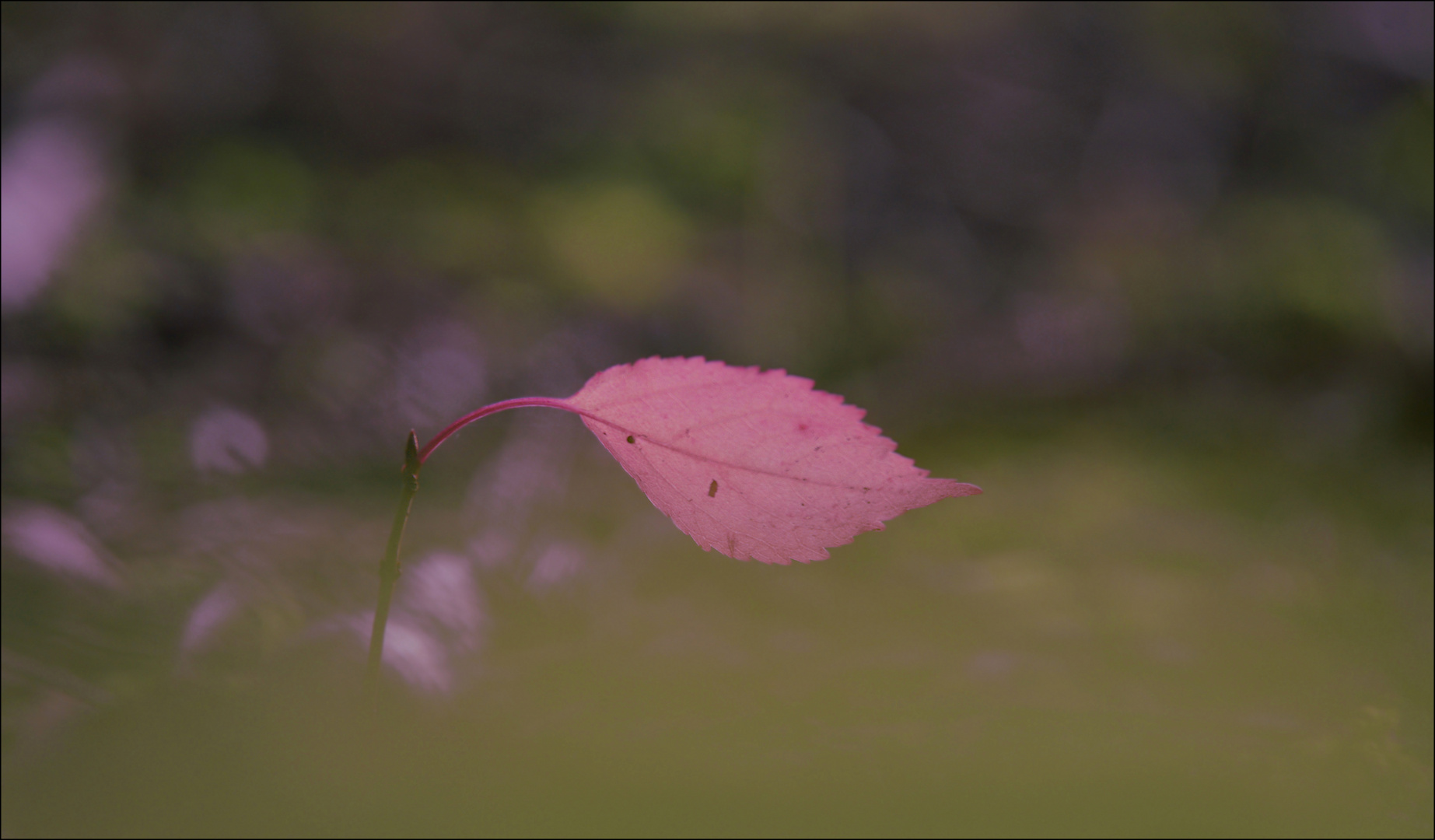 ~~ Herbst °