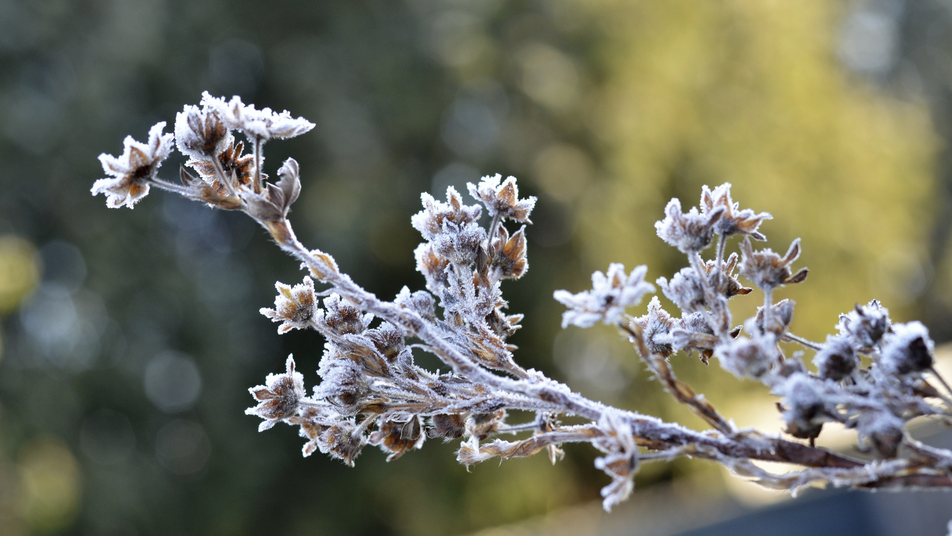 Herbst