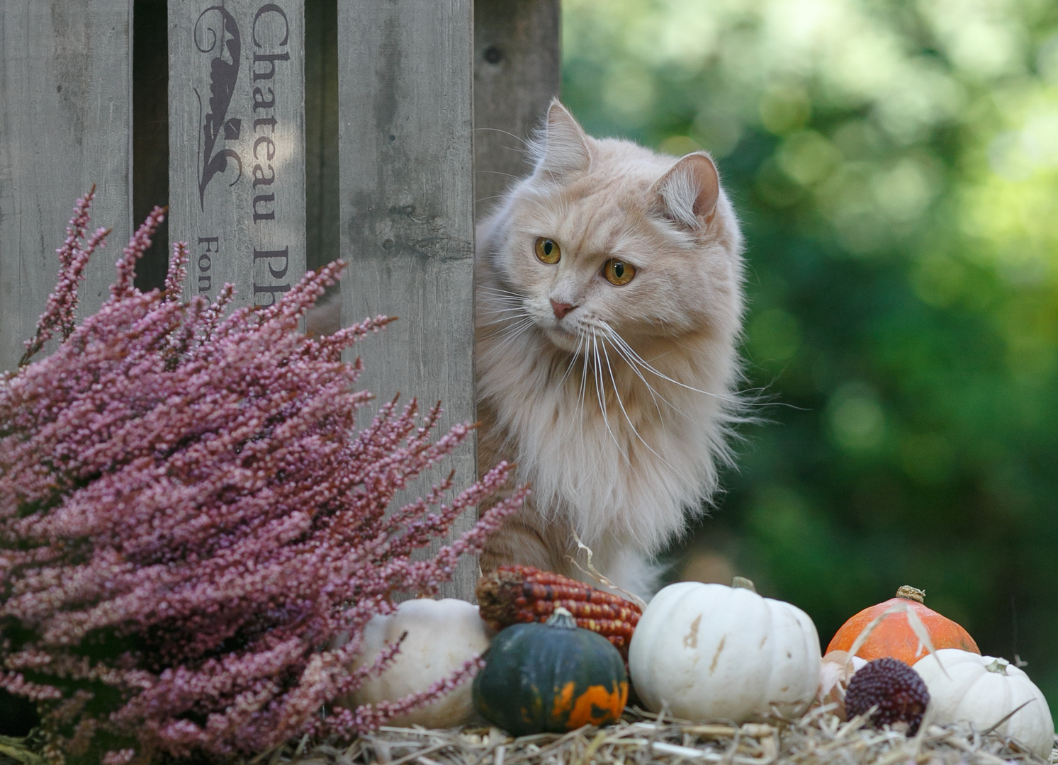 Herbst